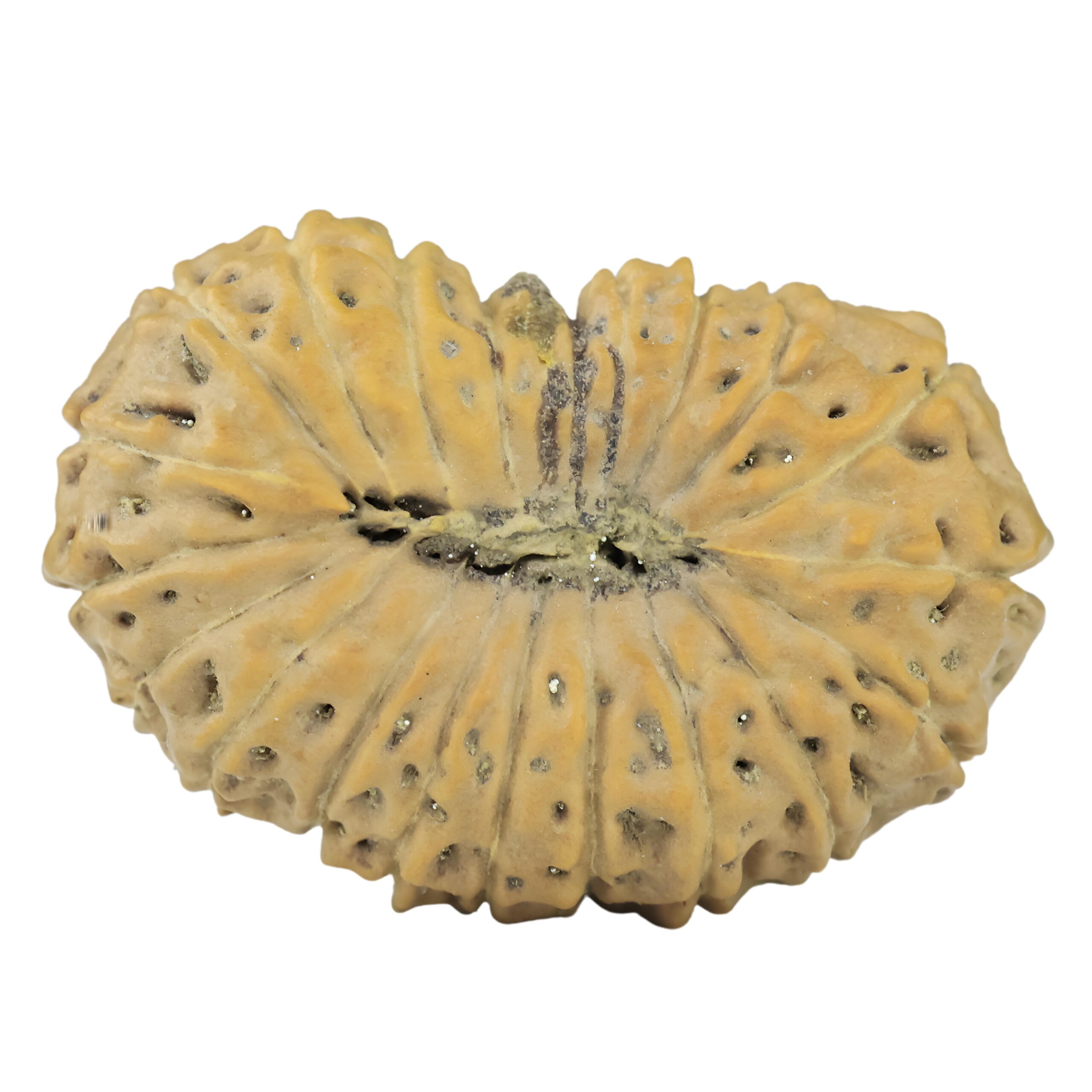 21 Mukhi Rudraksha 26.5mm 3.27gm - Rudraksha back