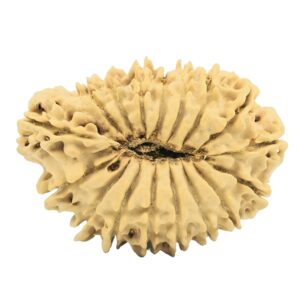 17 Mukhi Rudraksha 37.4mm 5.9gm - Rudraksha back