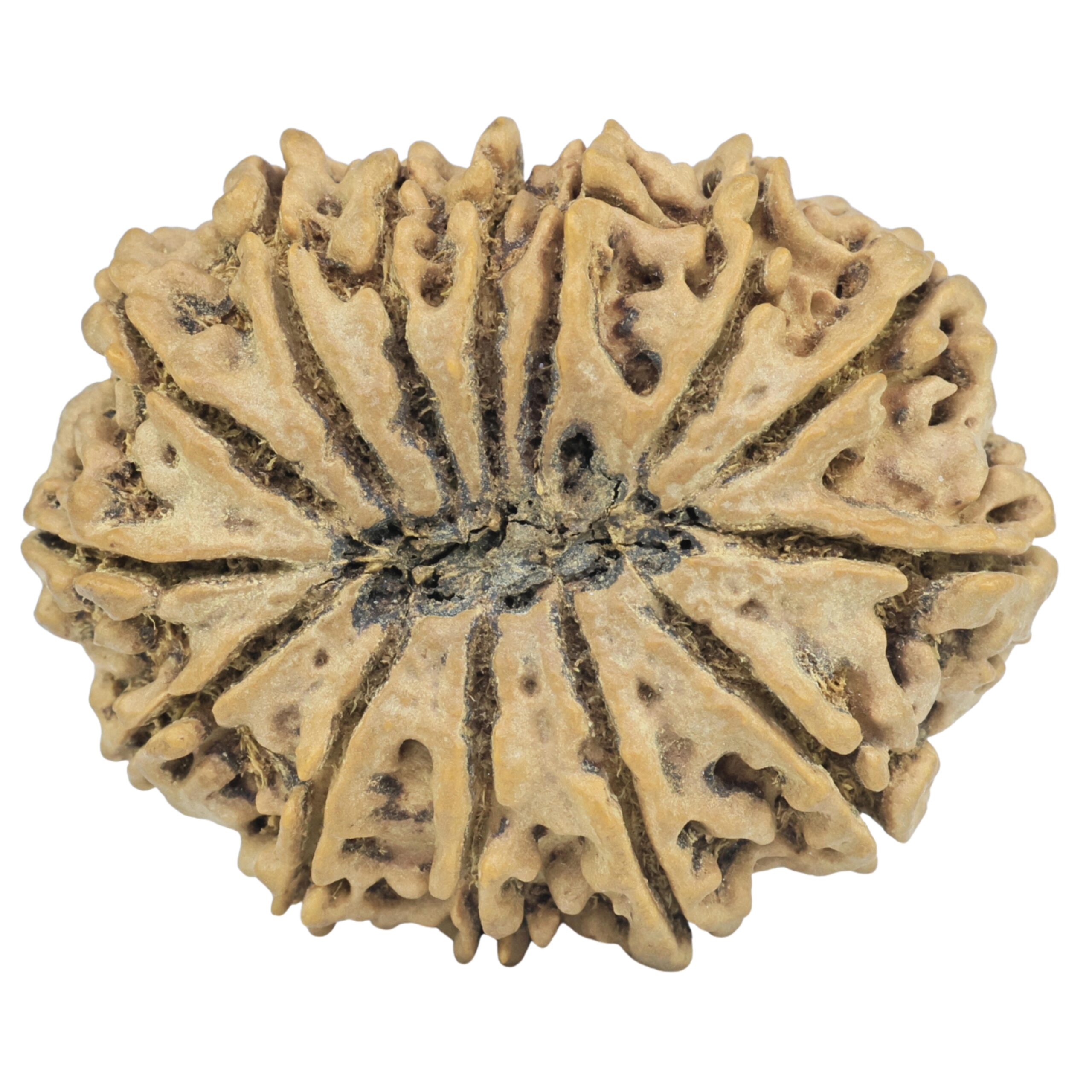 14 Mukhi Rudraksha 36.7mm 8.51gm - Rudraksha back