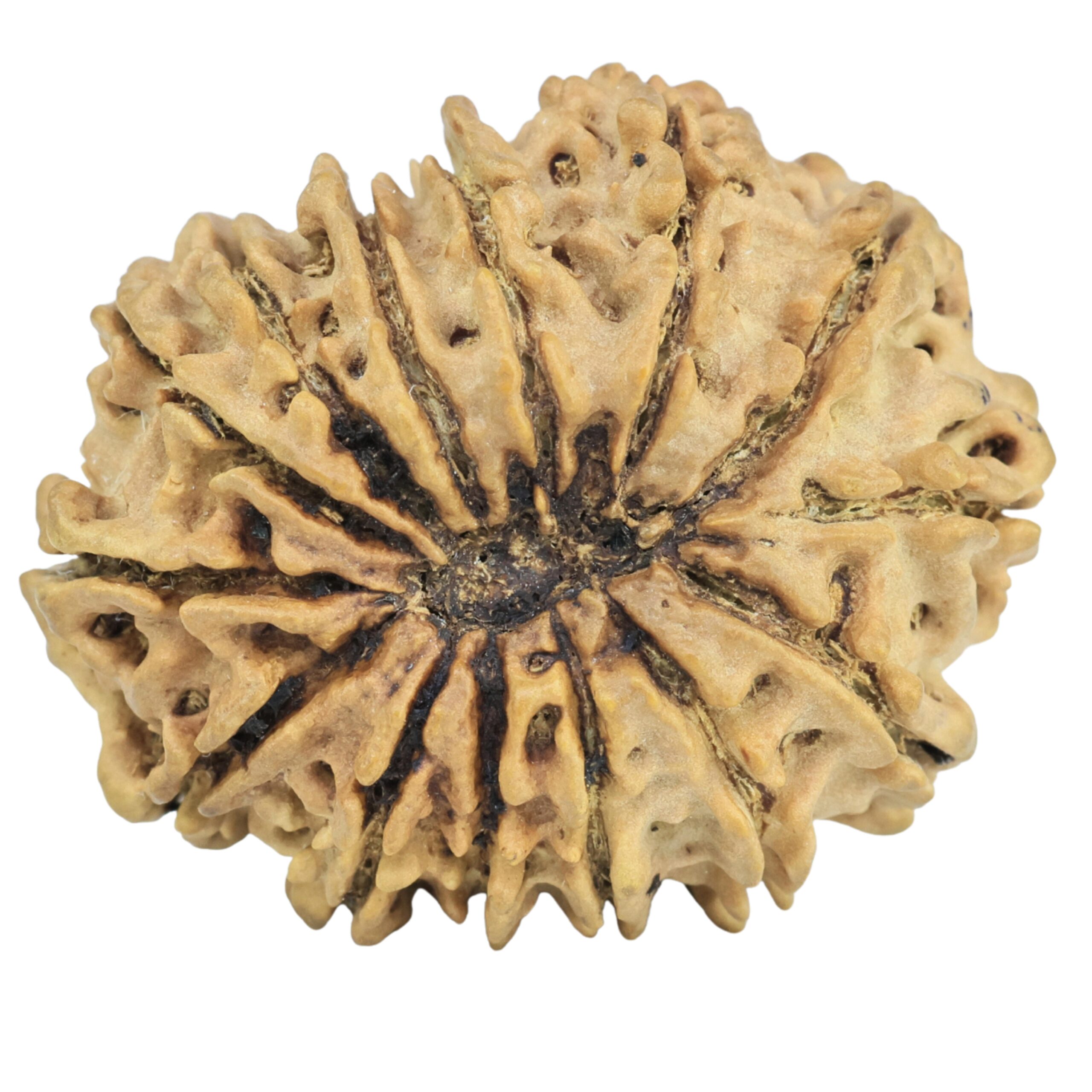 14 Mukhi Rudraksha 31.5mm 5.8gm - Rudraksha back