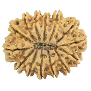 14 Mukhi Rudraksha 32.7mm 7.14gm - Rudraksha back