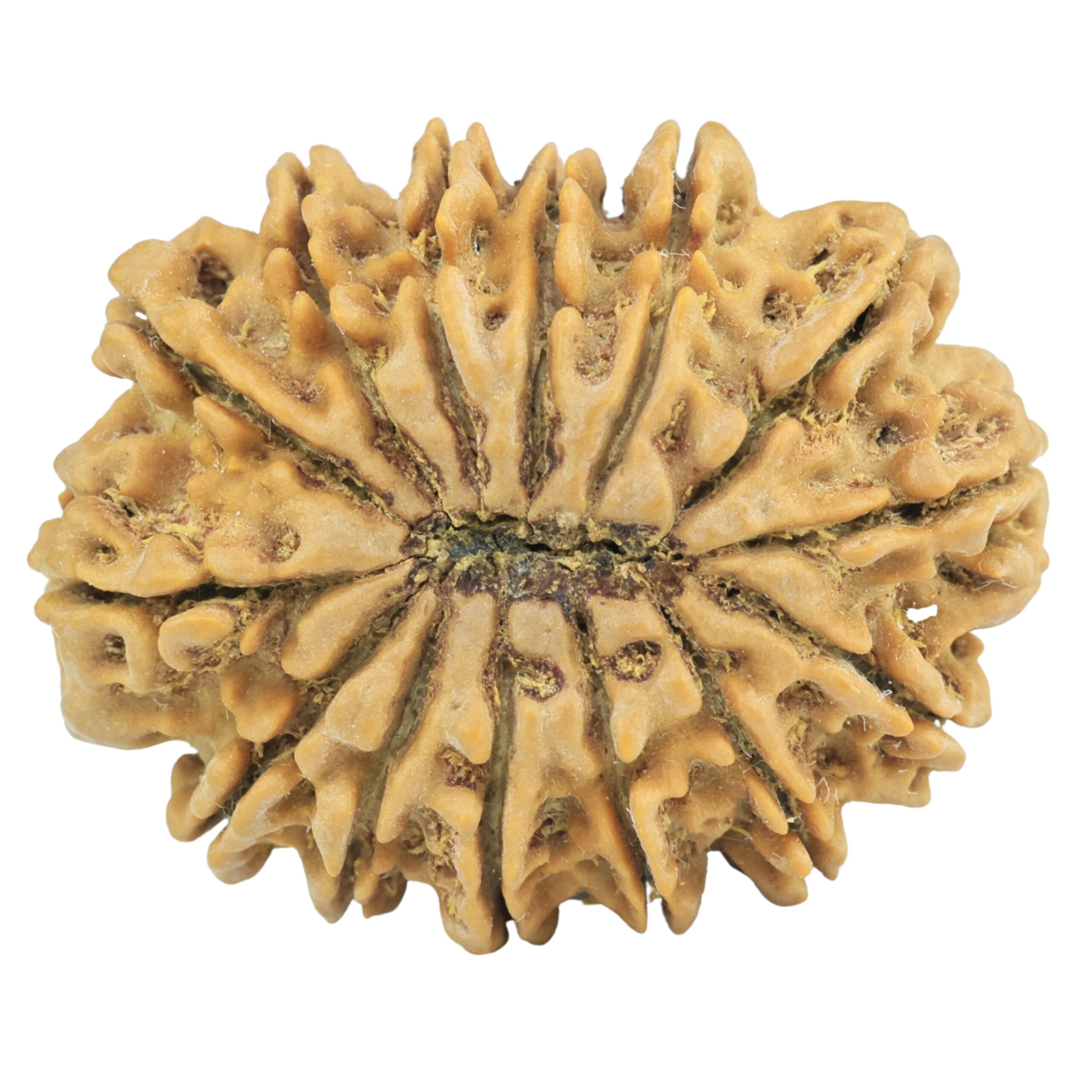 14 Mukhi Rudraksha 32.7mm 7.14gm - Rudraksha back