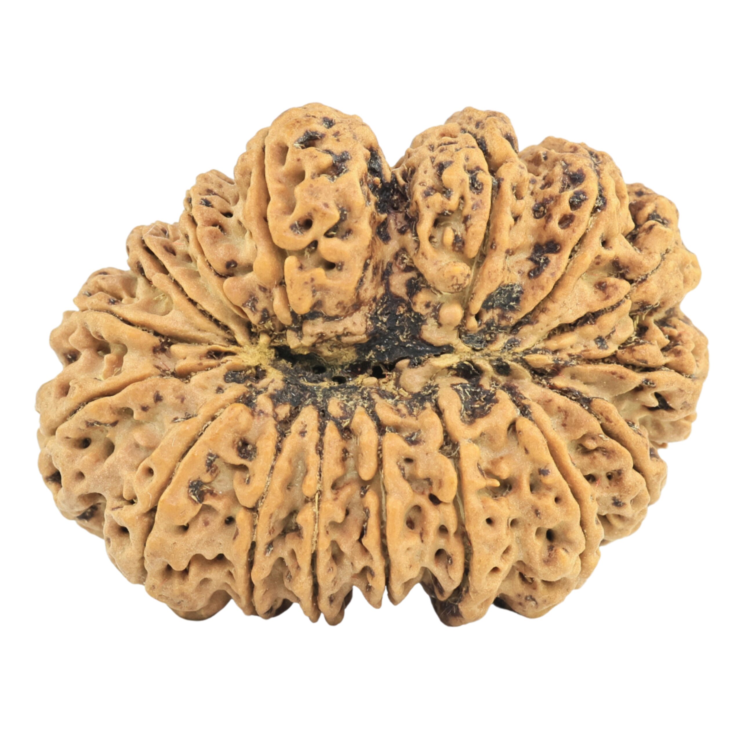16 Mukhi Rudraksha 34.4mm 6.51gm - Rudraksha back