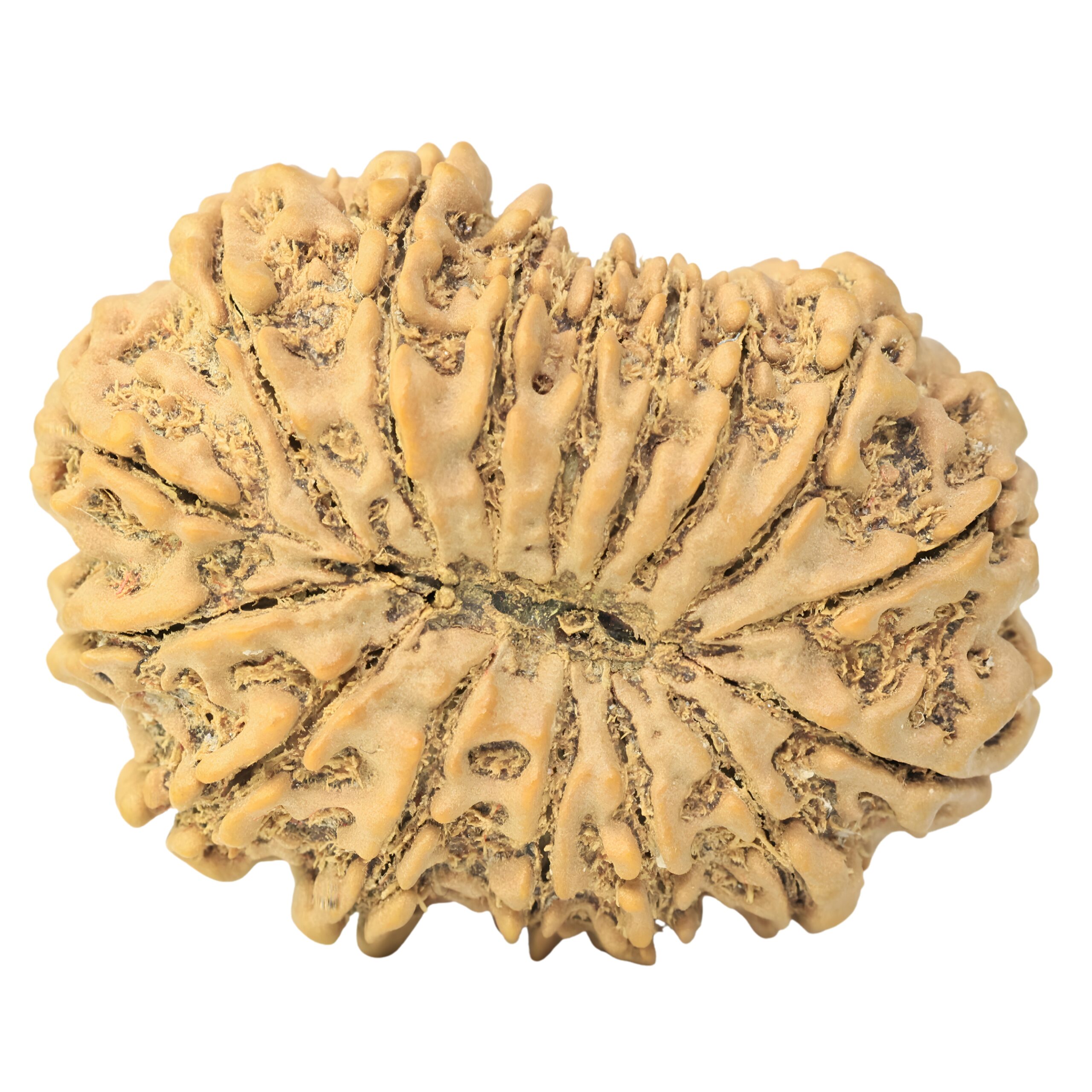 16 Mukhi Rudraksha 34.9mm 7.4gm - Rudraksha back