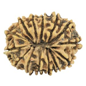 14 Mukhi Rudraksha 29.6mm 4.6gm - Rudraksha back