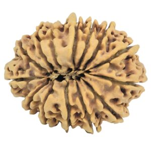 14 Mukhi Rudraksha 32mm 6.24gm - Rudraksha back