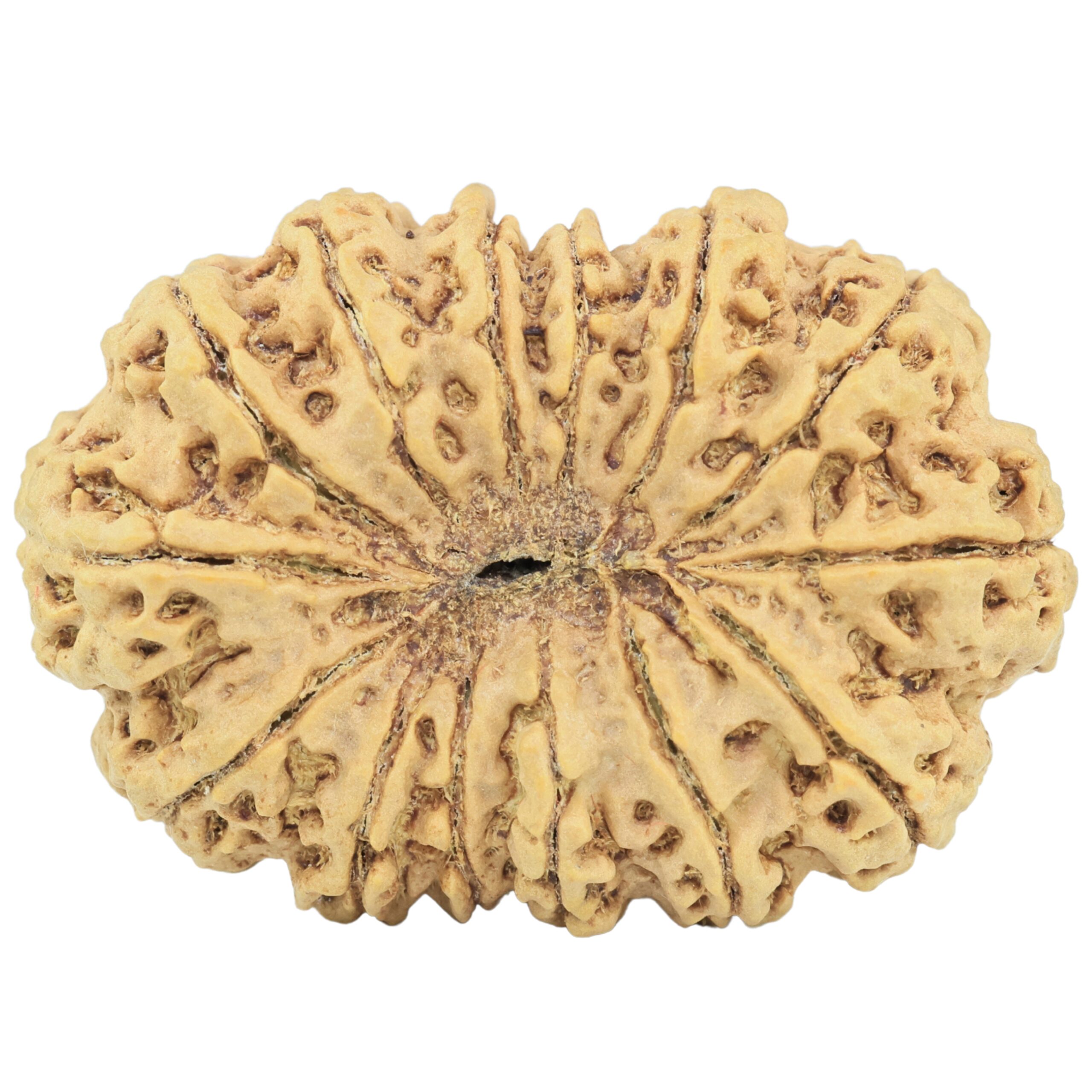 14 Mukhi Rudraksha 39.5mm 9.4gm - Rudraksha back
