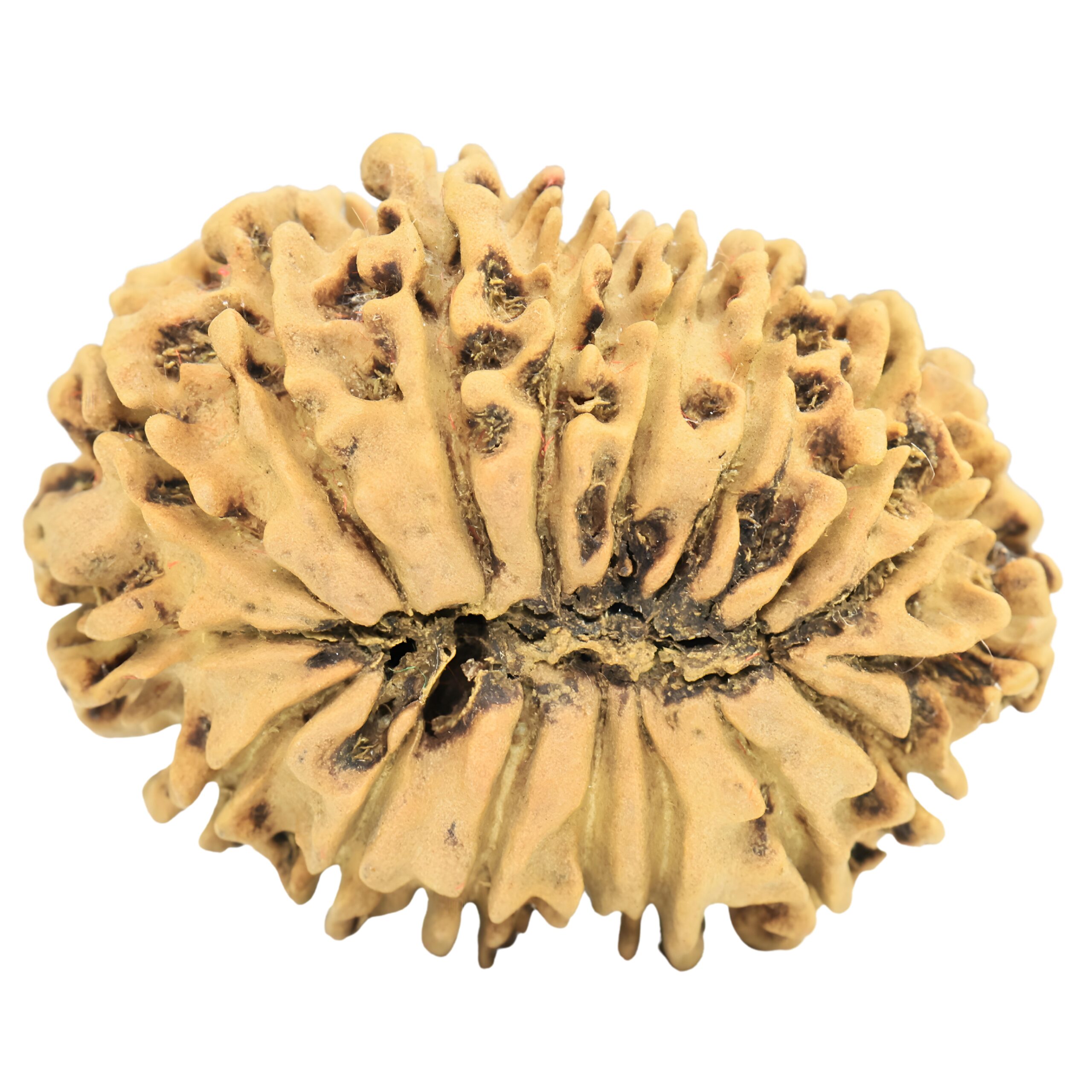 17 Mukhi Rudraksha 31.4mm 4.49gm - Rudraksha back