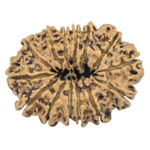 14 Mukhi Rudraksha 31mm 4.9gm - Rudraksha back
