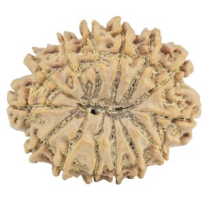14 Mukhi Rudraksha 27.3mm 4.44gm - Rudraksha back