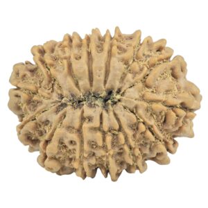 14 Mukhi Rudraksha 31.3mm 6.29gm - Rudraksha back