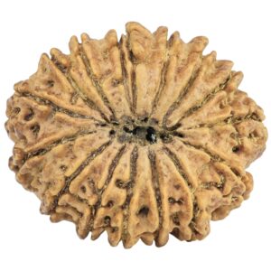 15 Mukhi Rudraksha 27mm 3.93gm - Rudraksha back