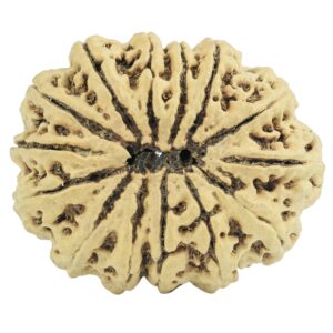 14 Mukhi Rudraksha 31.3mm 4.54gm - Rudraksha back