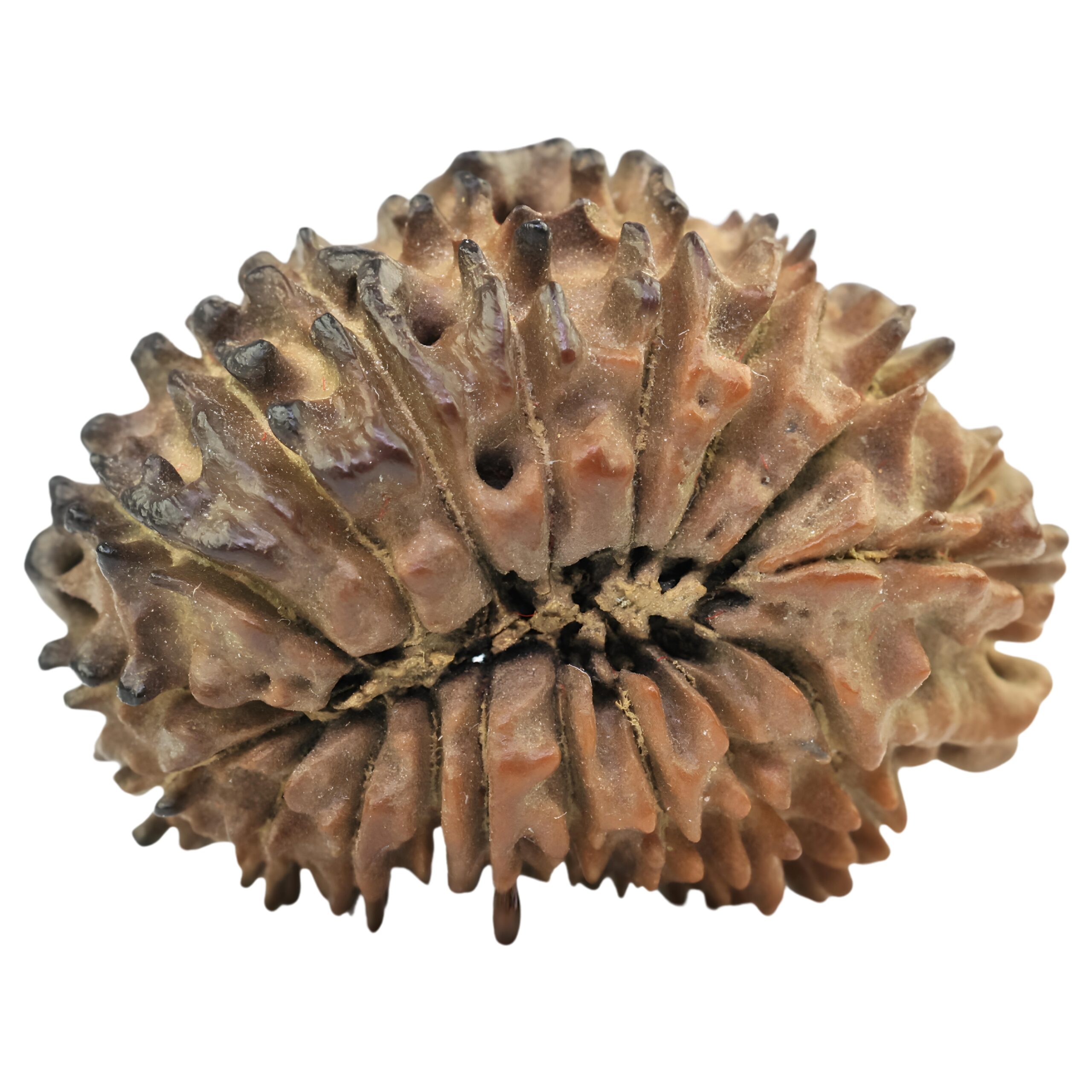 18 Mukhi Rudraksha 25.7mm 3.15gm - Rudraksha back