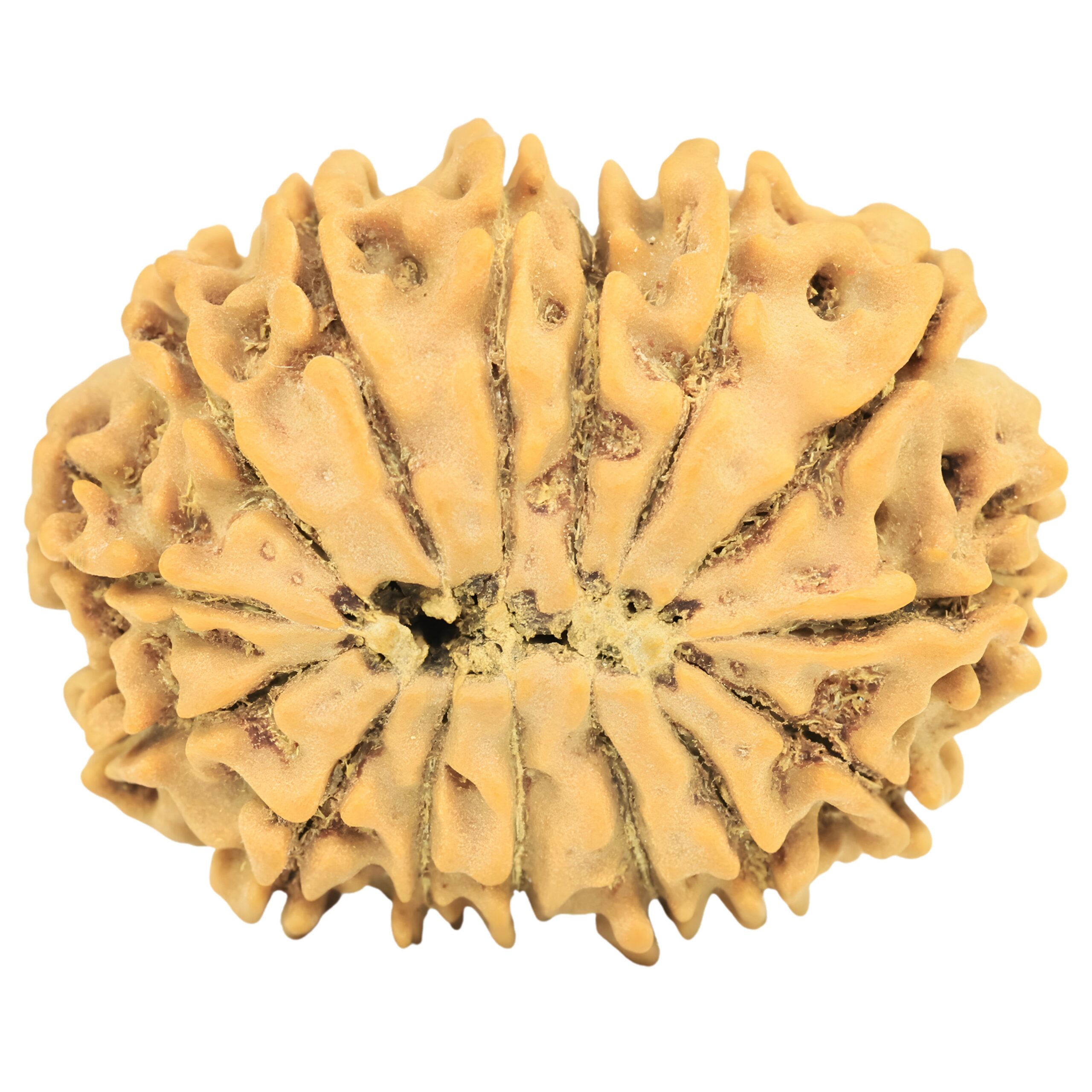 15 Mukhi Rudraksha 26.4mm 3.69gm - Rudraksha back