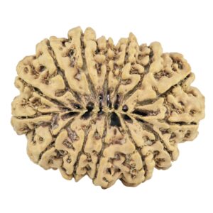 14 Mukhi Rudraksha 28.9mm 3.81gm - Rudraksha back