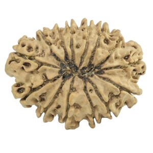 14 Mukhi Rudraksha 29.4mm 3.72gm - Rudraksha back