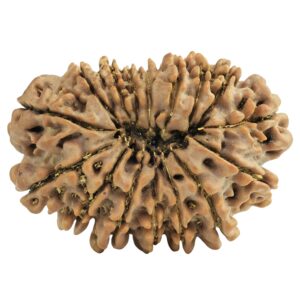 16 Mukhi Rudraksha 28.9mm 4.53gm - Rudraksha back