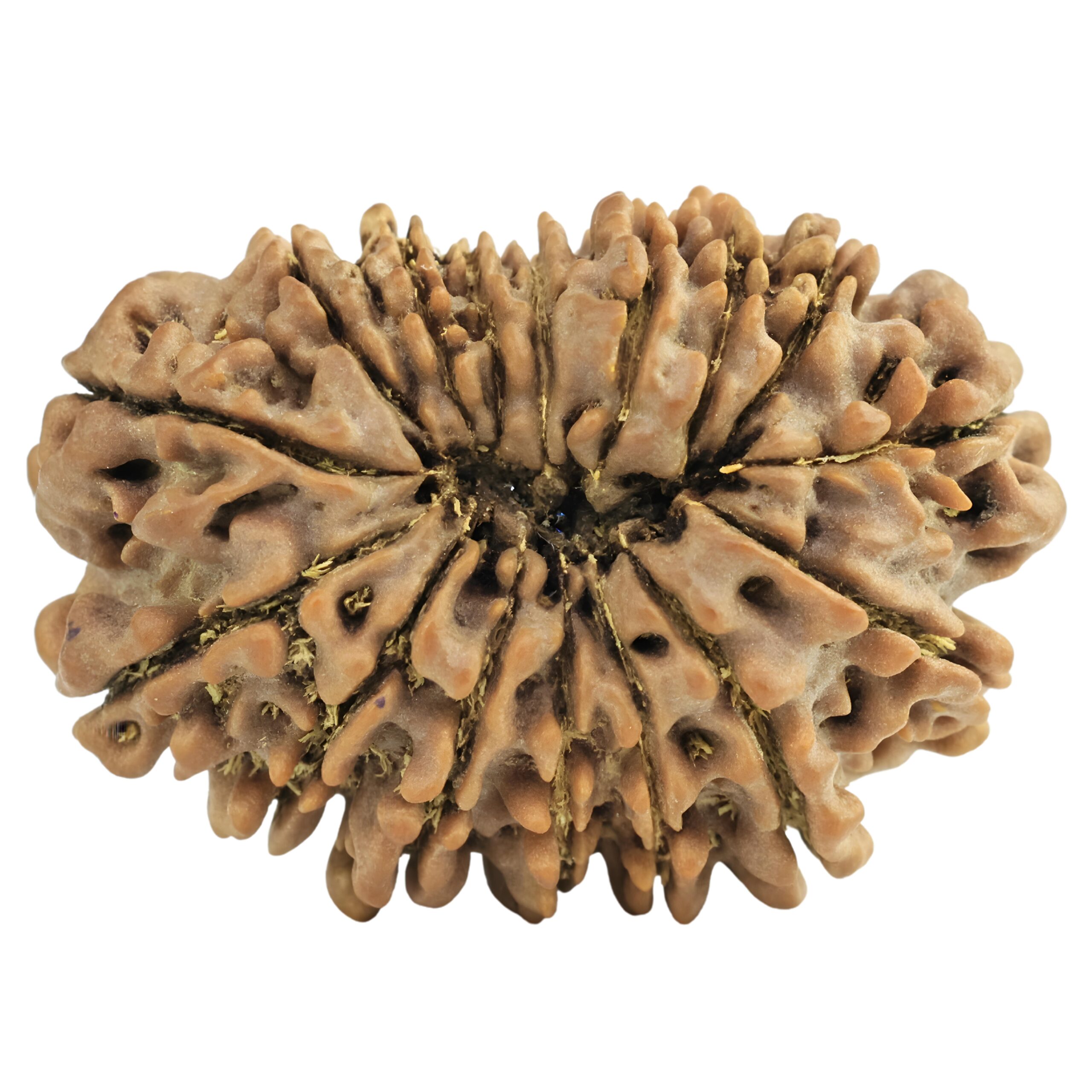 16 Mukhi Rudraksha 28.9mm 4.53gm - Rudraksha back