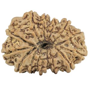 14 Mukhi Rudraksha 29.5mm 4.4gm - Rudraksha back