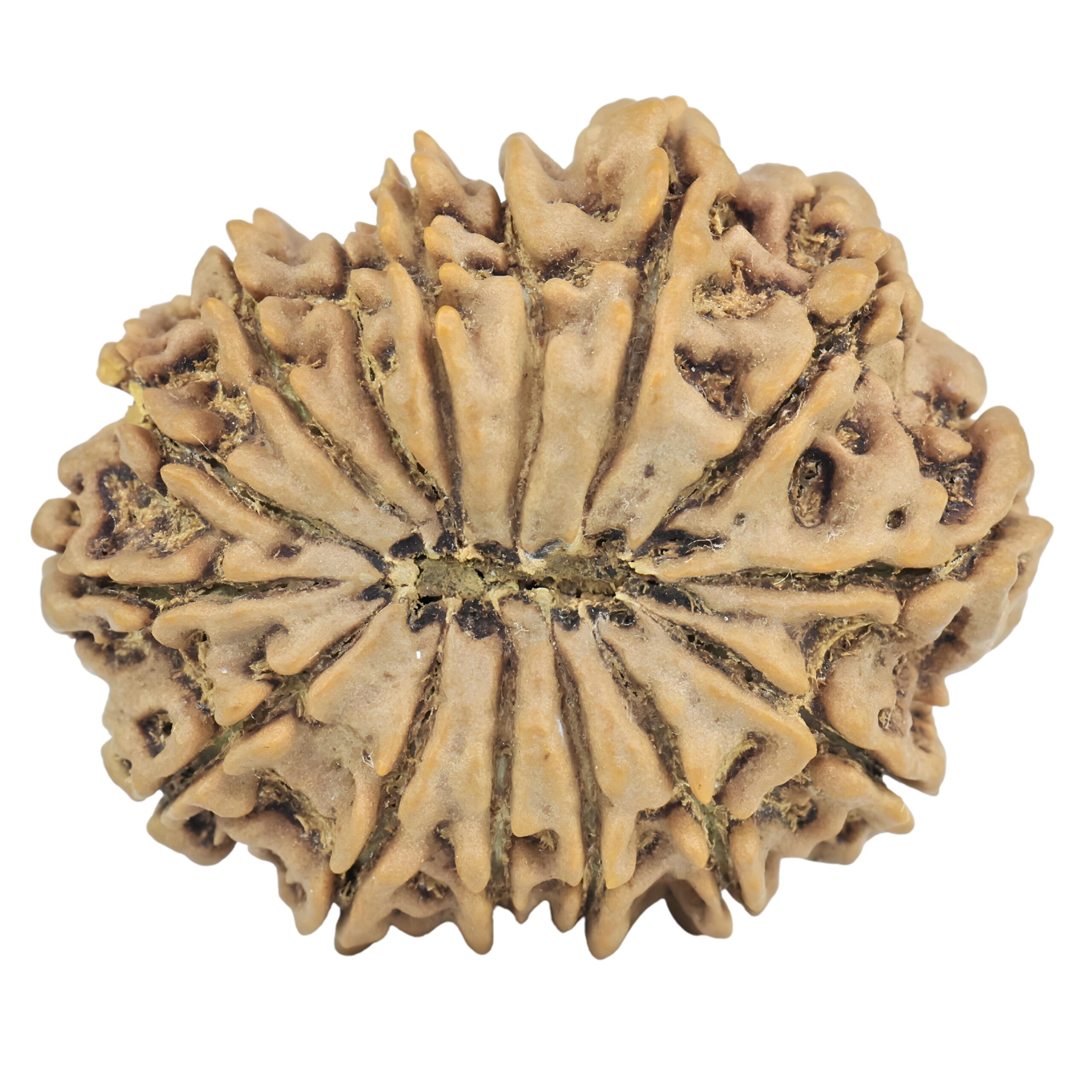 15 Mukhi Rudraksha 32.2mm 7gm - Rudraksha back