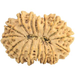 16 Mukhi Rudraksha 30.4mm 5.35gm - Rudraksha back