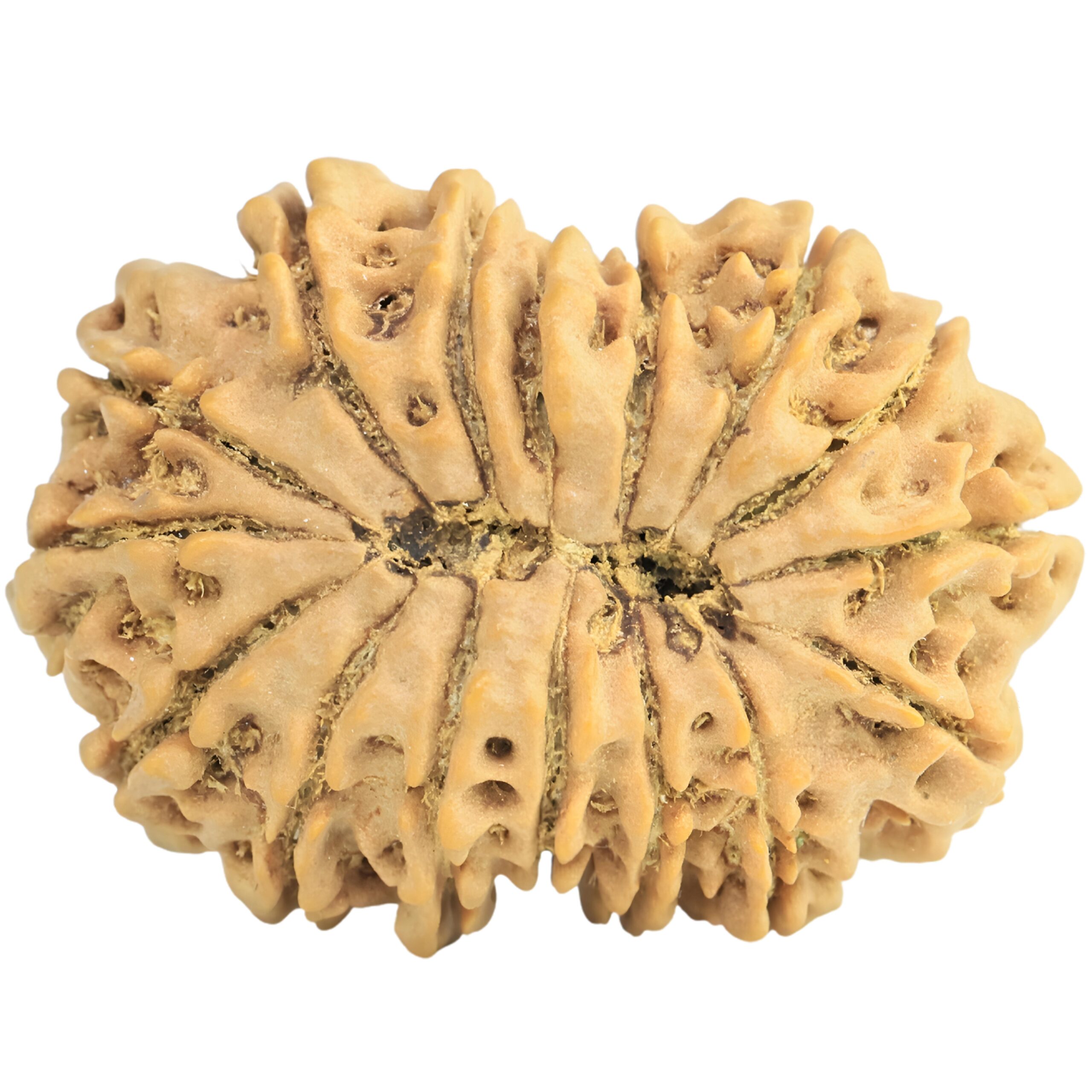 16 Mukhi Rudraksha 30.4mm 5.35gm - Rudraksha back