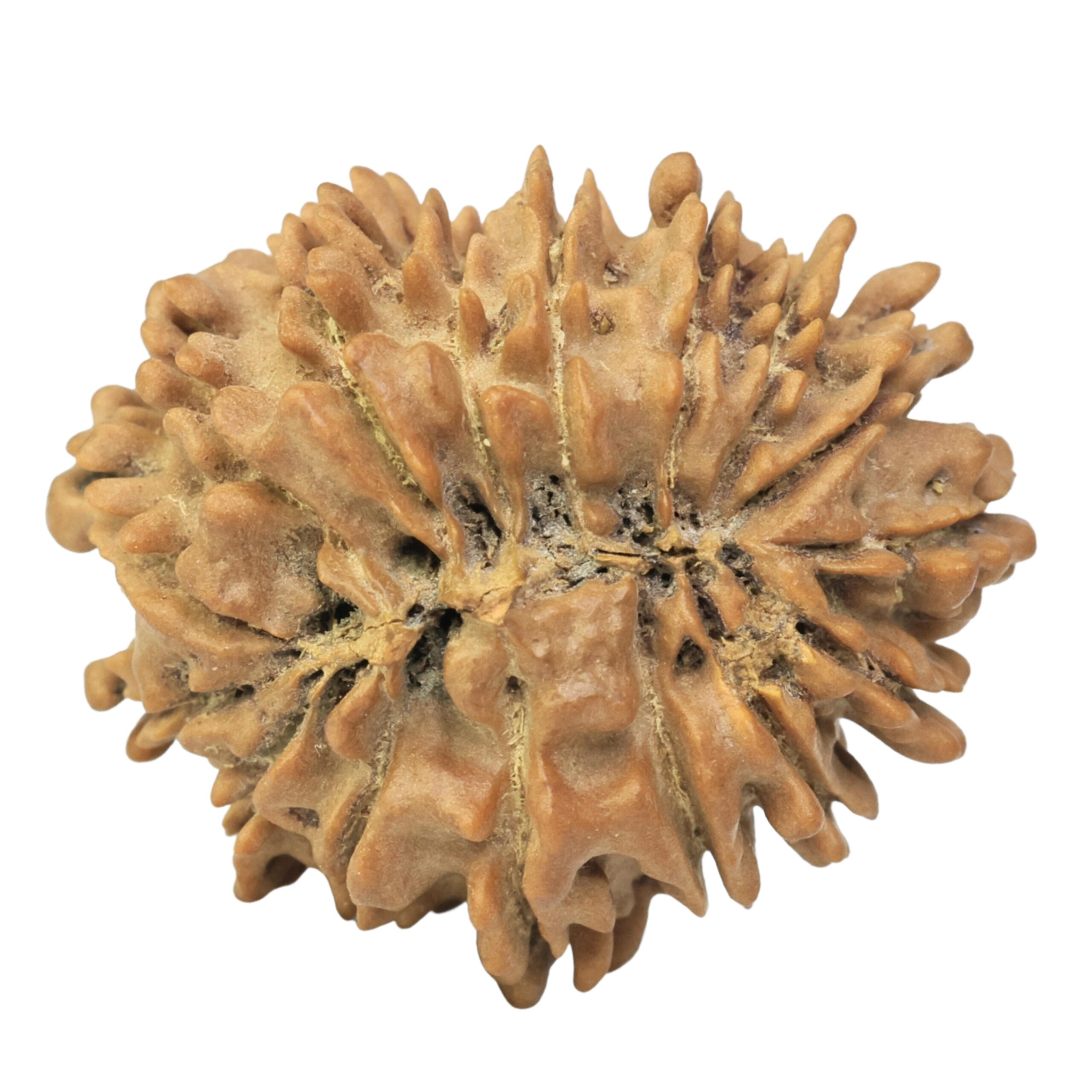 16 Mukhi Rudraksha 23.4mm 2.77gm - Rudraksha back