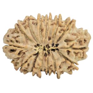 14 Mukhi Rudraksha 29.1mm 4.48gm - Rudraksha back