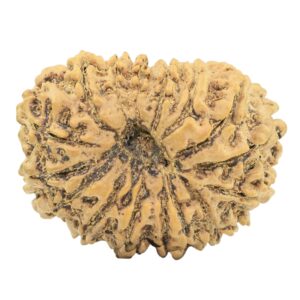 16 Mukhi Rudraksha 31.6mm 5.48gm - Rudraksha back