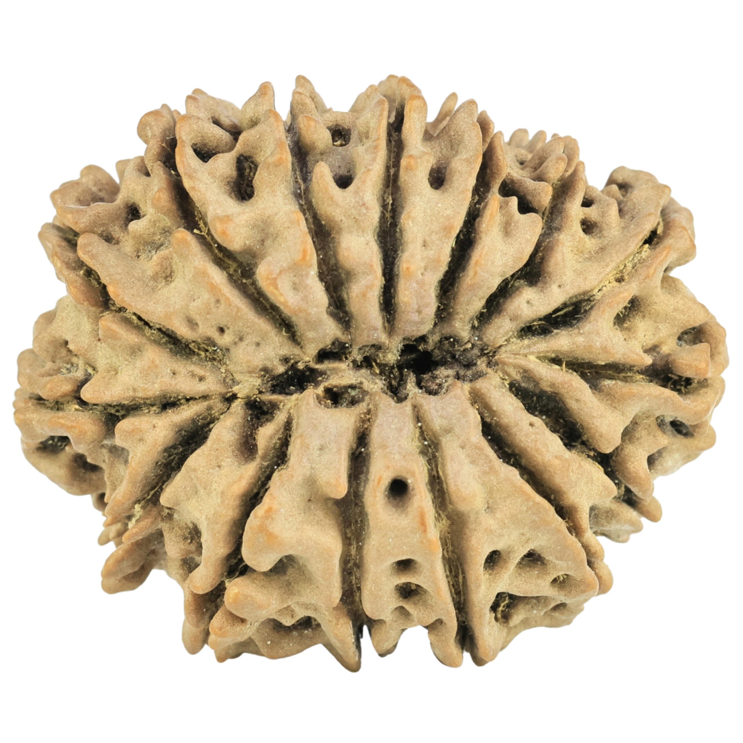 15 Mukhi Rudraksha 33mm 7.27gm - Rudraksha back