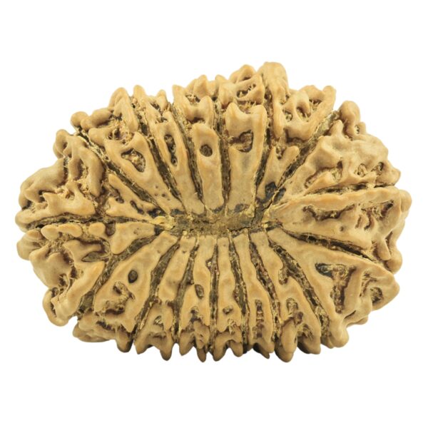 16 Mukhi Rudraksha 34.3mm 6.42gm - Rudraksha back