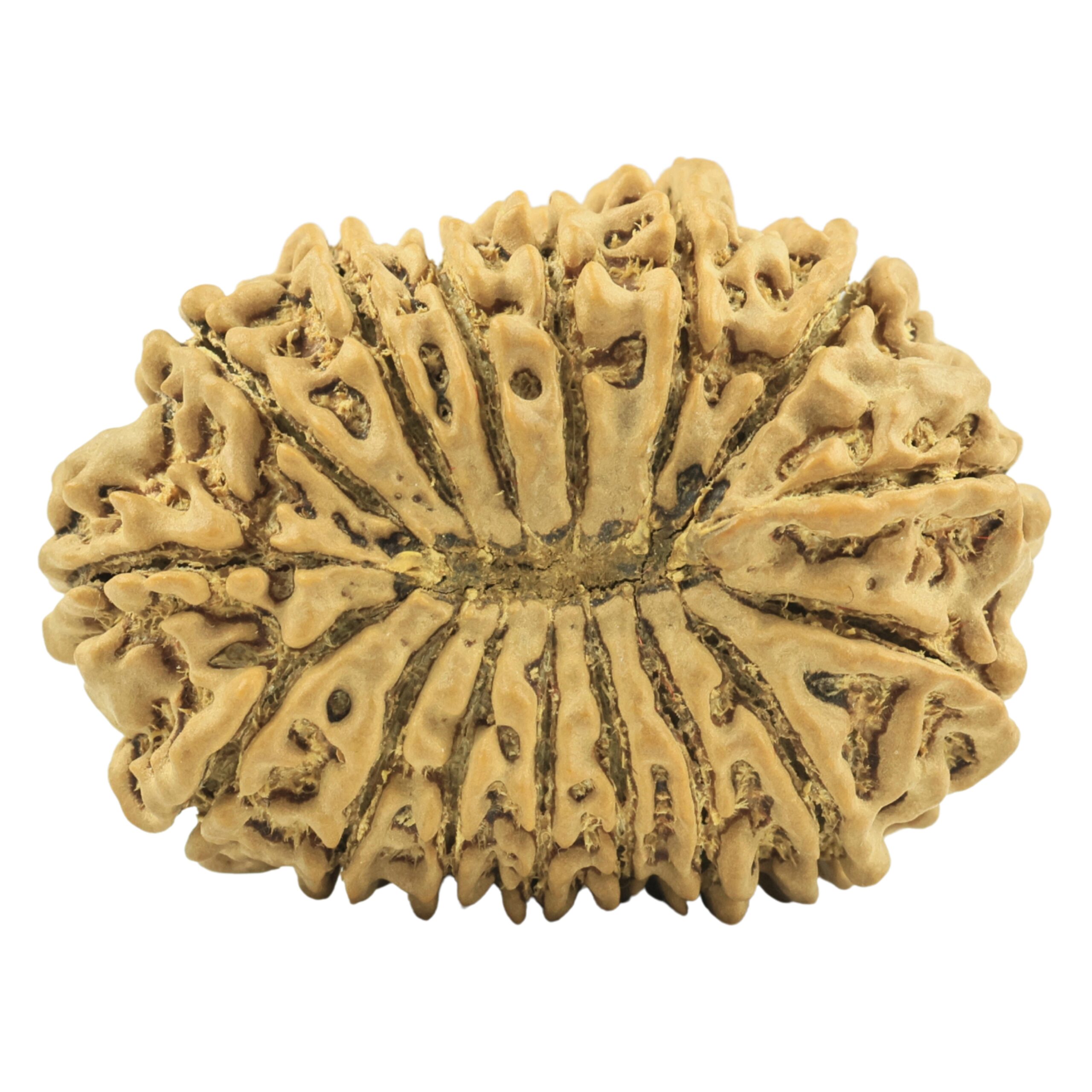 16 Mukhi Rudraksha 34.3mm 6.42gm - Rudraksha back