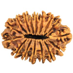 16 Mukhi Rudraksha 33mm 7.27gm - Rudraksha back