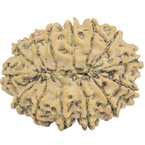 14 Mukhi Rudraksha 32.7mm 5.83gm - Rudraksha back