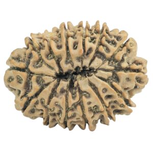 14 Mukhi Rudraksha 27.5mm 3.92gm - Rudraksha back