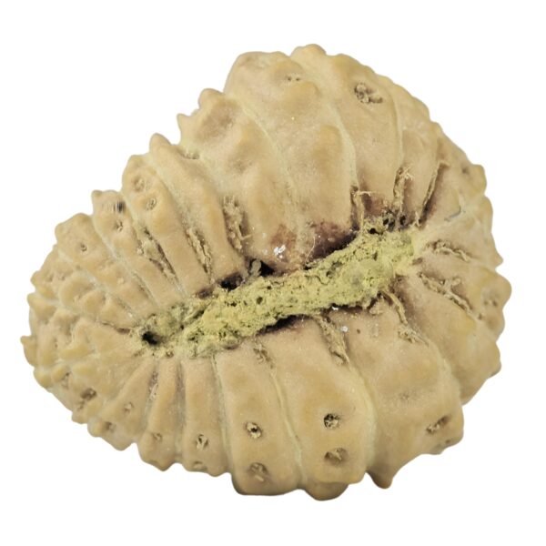 21 Mukhi Rudraksha 15.1mm 0.9gm - Rudraksha back