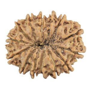 14 Mukhi Rudraksha 26.5mm 4gm - Rudraksha back