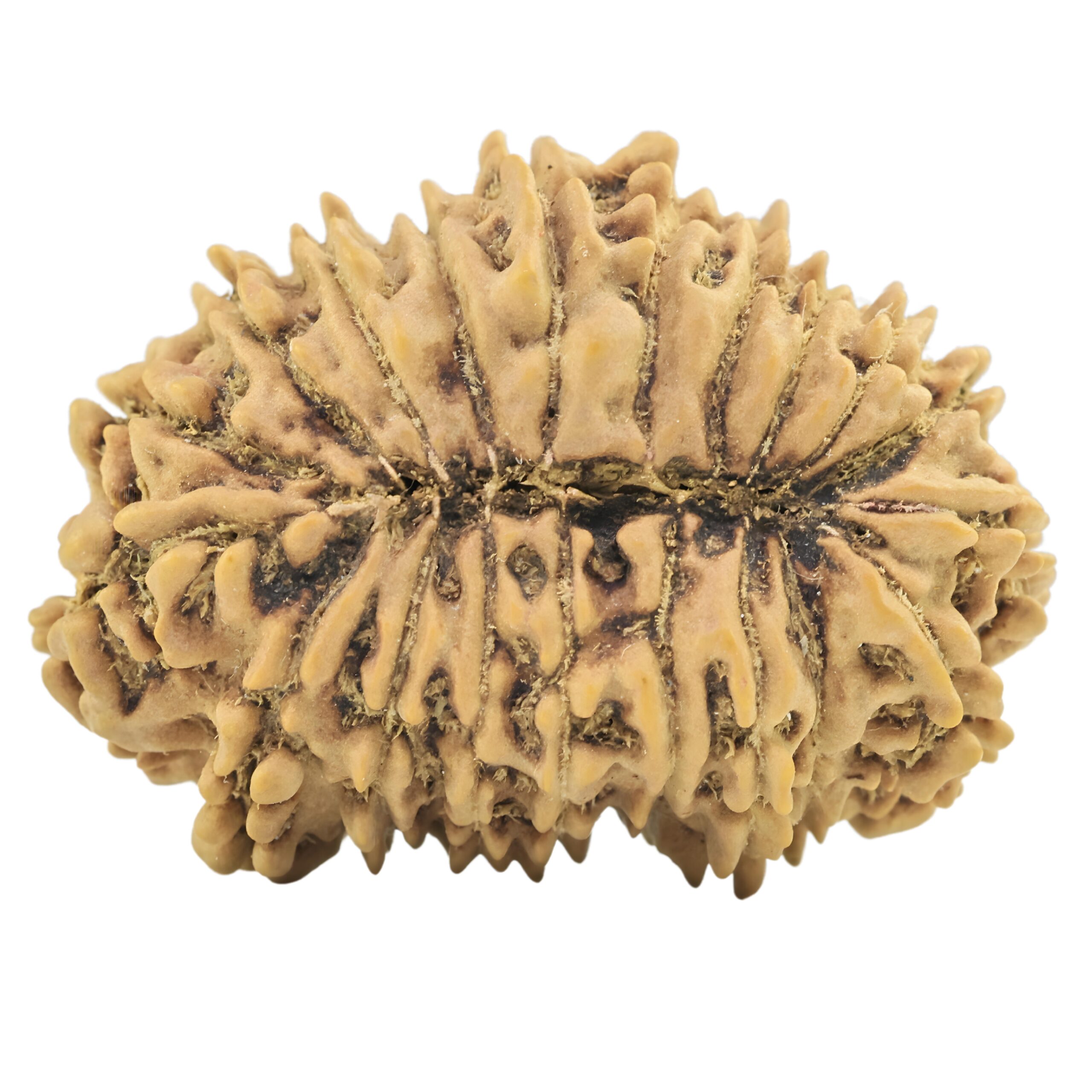 20 Mukhi Rudraksha 26.8mm 3gm - Rudraksha back