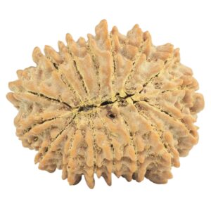 16 Mukhi Rudraksha 28mm 5.1gm - Rudraksha back
