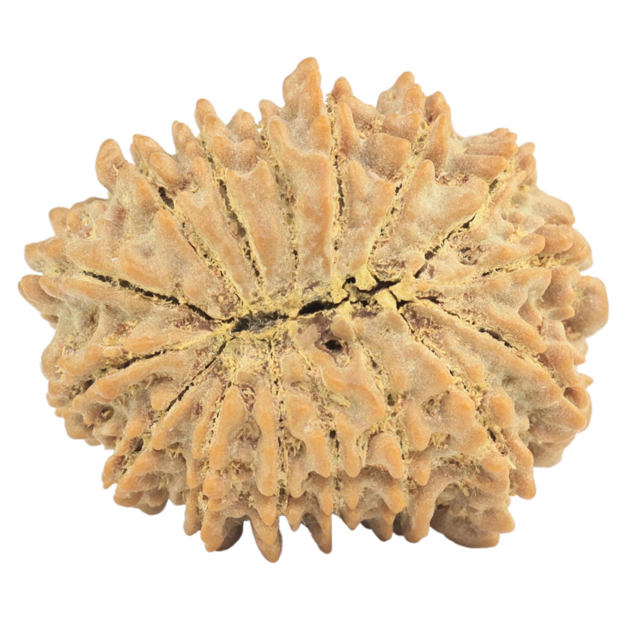 16 Mukhi Rudraksha 28mm 5.1gm - Rudraksha back