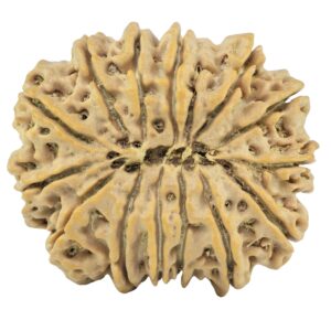14 Mukhi Rudraksha 28mm 5gm - Rudraksha back