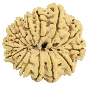 14 Mukhi Rudraksha 30.4mm 5.14gm - Rudraksha back
