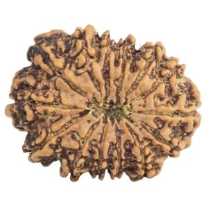 14 Mukhi Rudraksha 26.5mm 3.91gm - Rudraksha back