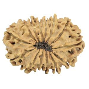 14 Mukhi Rudraksha 28.6mm 3.45gm - Rudraksha back