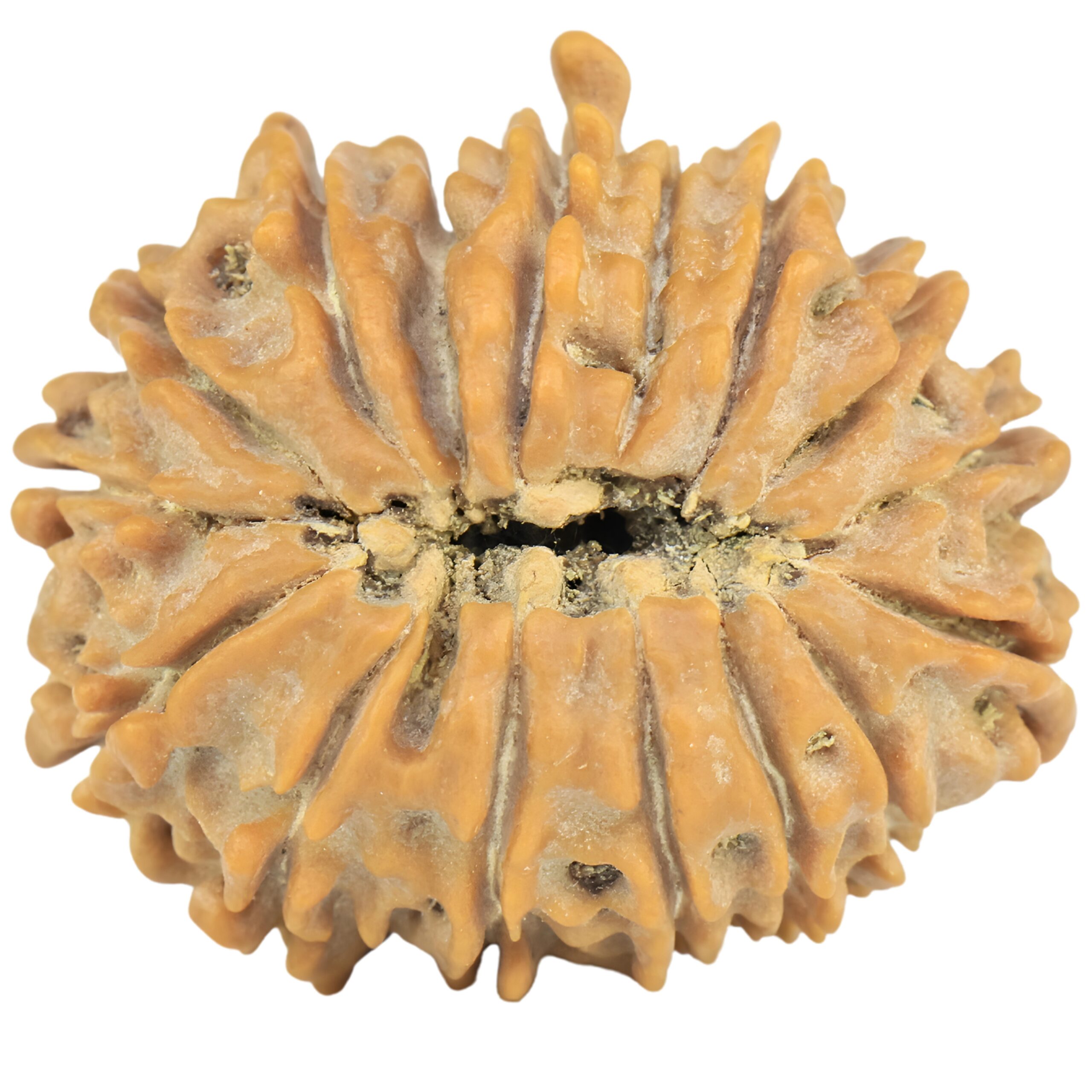 16 Mukhi Rudraksha 25.3mm 4gm - Rudraksha back