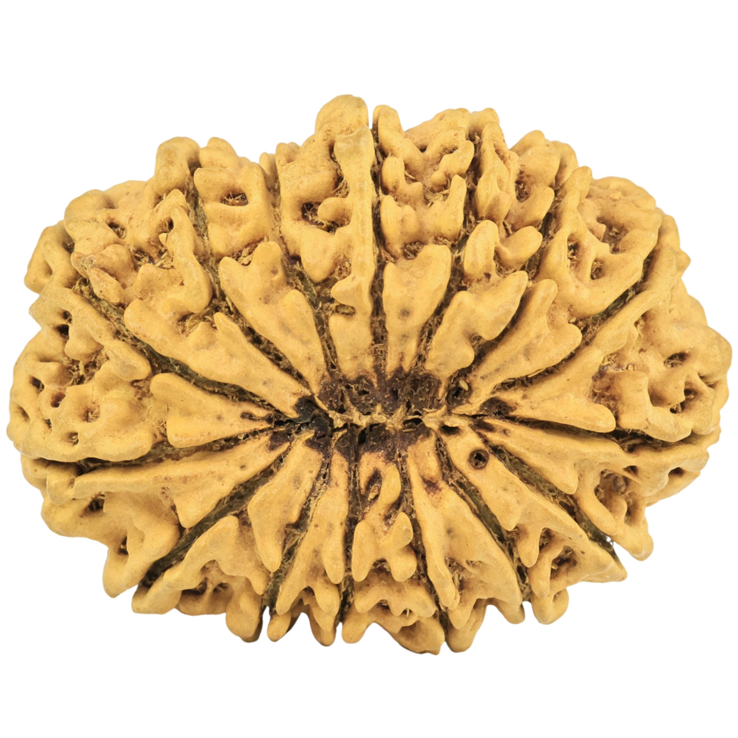 15 Mukhi Rudraksha 35.3mm 5.9gm - Rudraksha back