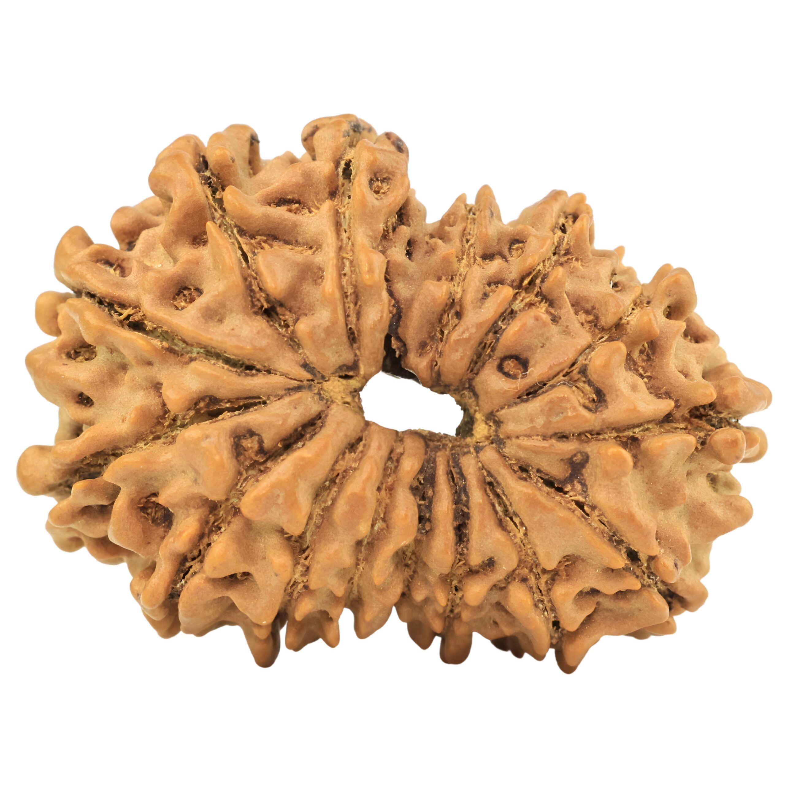 15 Mukhi Rudraksha 32.1mm 5.17gm - Rudraksha back