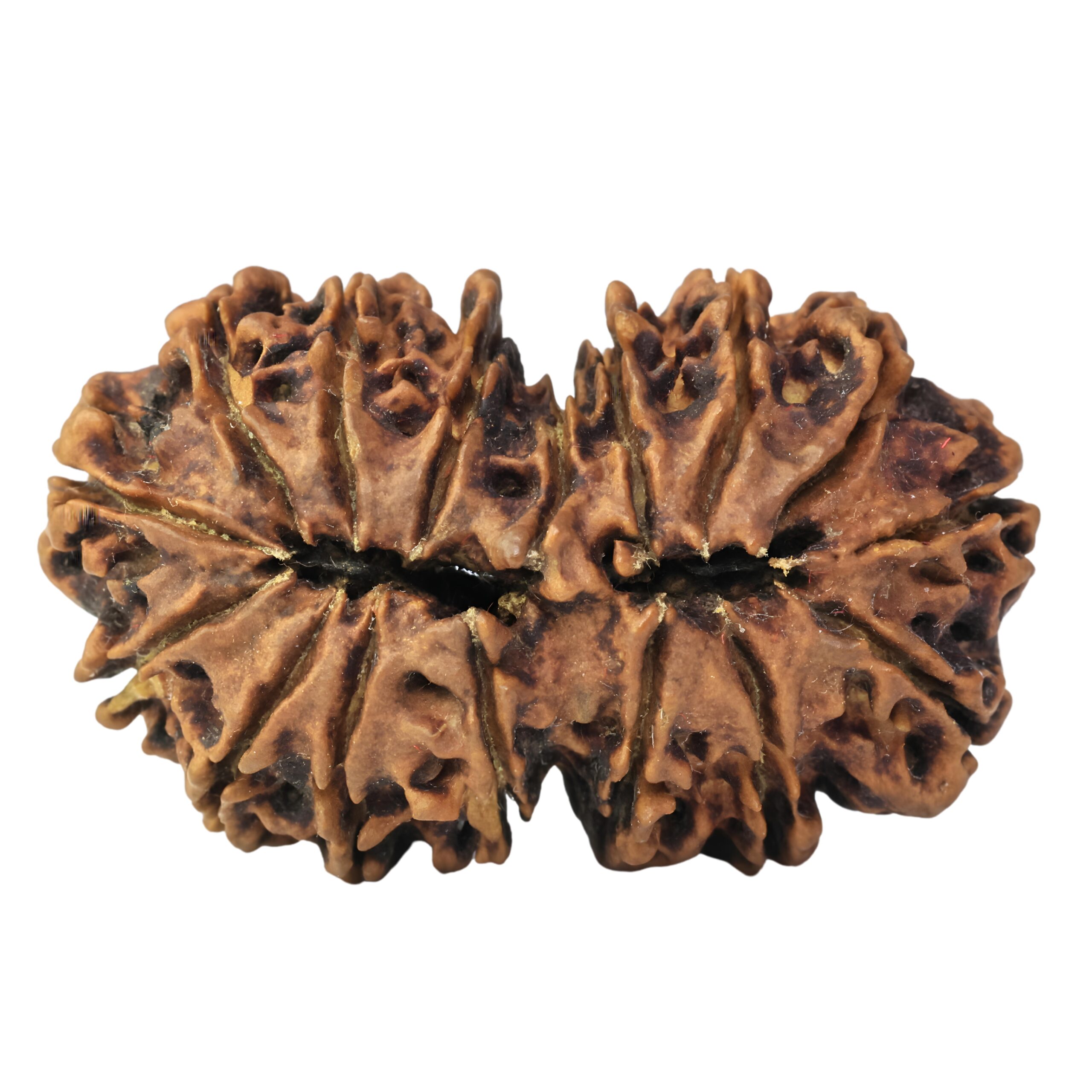 16 Mukhi Gaurishankar 37.9mm 4.94gm - Rudraksha back