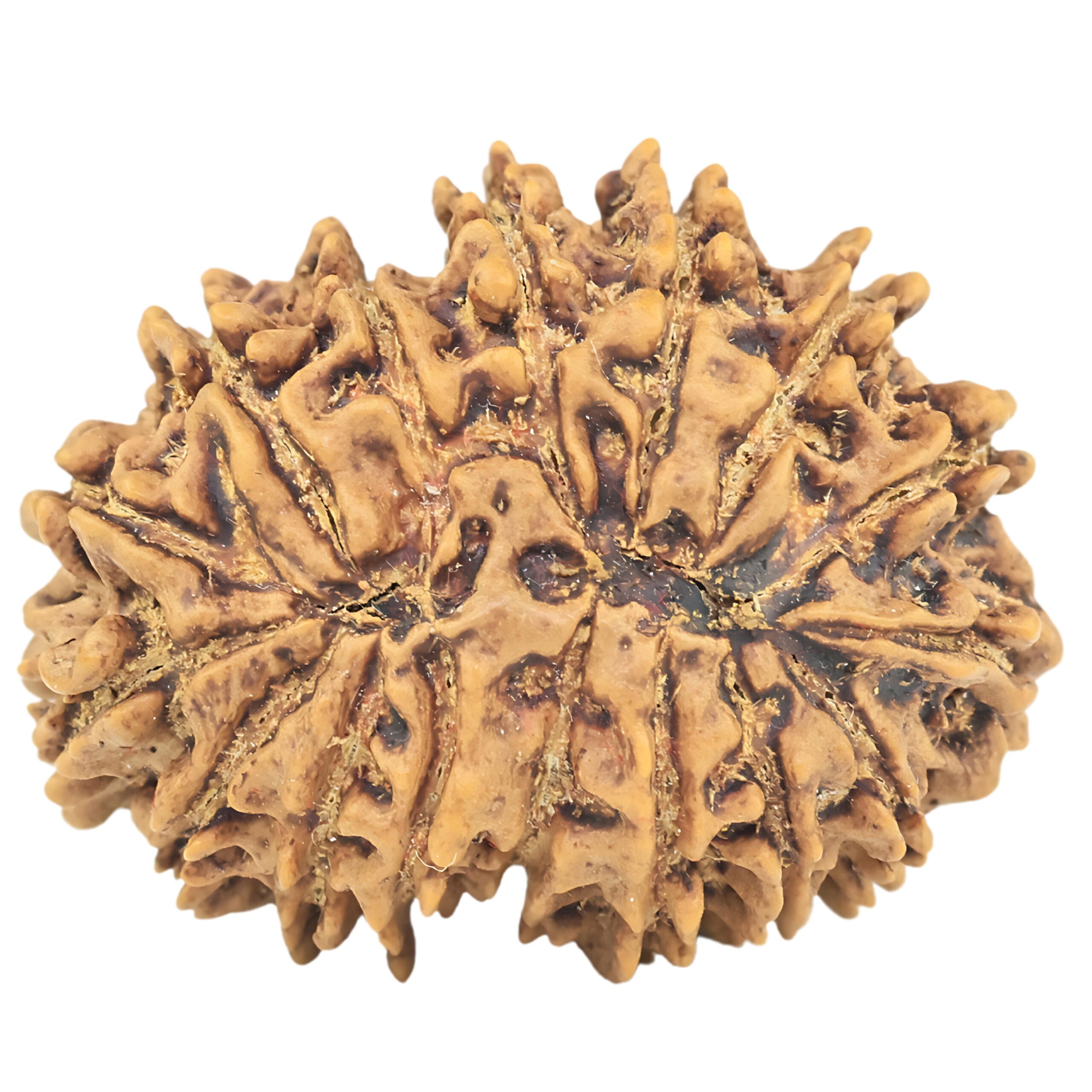 16 Mukhi Rudraksha 28.4mm 5gm - Rudraksha back